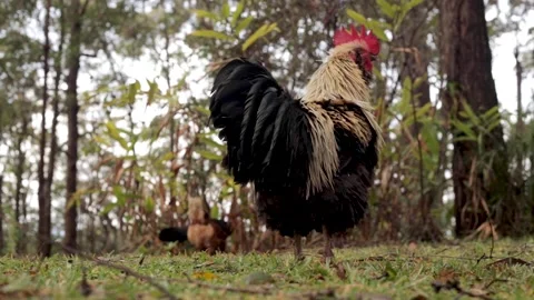 Rooster and Chickens 스톡 동영상 188362370