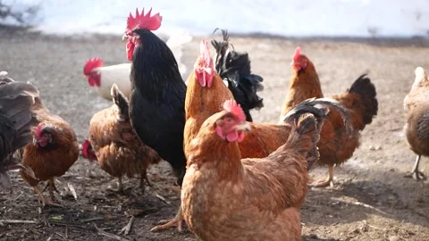 Rooster and chickens. Free range cock and hens Stock Footage 151759074