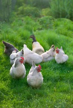 Rooster and Chickens. Free Range Cock and Hens Stock Photos