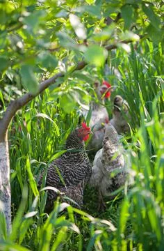Rooster and Chickens. Free Range Cock and Hens Stock Photos