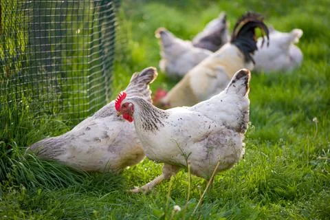 Rooster and Chickens. Free Range Cock and Hens Stock Photos