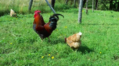 Rooster and chickens in grass Stock Footage 59784374