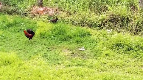 Rooster and chickens mating in the field stock footage HD video Video stock 306529153