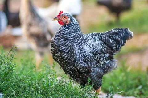 Rooster and chickens Stock Photos