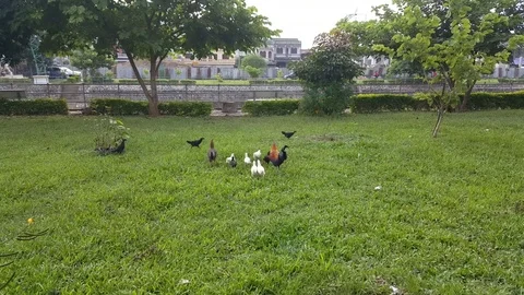 Rooster and chickens run in yard, grass, trees, fence, motorbikes, Sam Neua 스톡 동영상 76798490