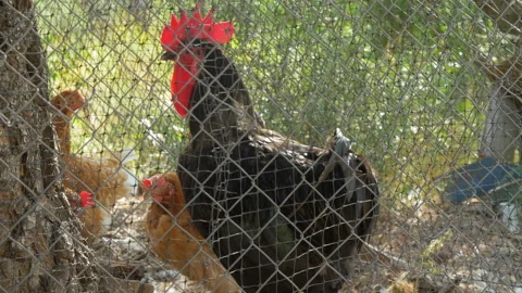 Rooster and Chickens in a Rustic and Homemade Chicken Coop Stock Footage 145954378
