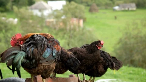 Rooster and Chickens - scene 2 스톡 동영상 95772385