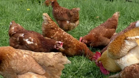 Rooster and chickens scratching and pecking for food in the green grass Stock Footage 89170002