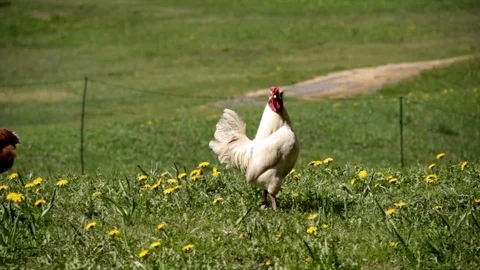 Rooster and chickens walk on green meadow in high mountain peal valley Stockbeeldmateriaal 76522158