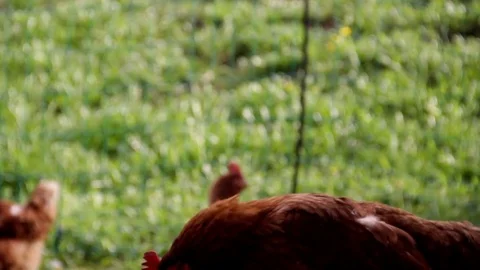 Rooster and chickens walk on green meadow in high mountain peal valley Stock Footage