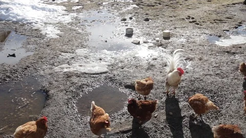 Rooster and chickens walking on damp and dirty puddle ground of the backyard in Stock Footage 88348267
