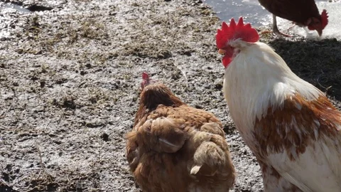 Rooster and chickens walking on damp and dirty puddle ground of the backyard in Stock Footage 88348383
