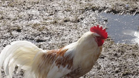 Rooster and chickens walking on damp and dirty puddle ground of the backyard in Stock Footage 88348565