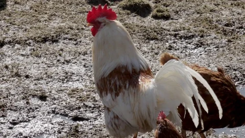 Rooster and chickens walking on damp and dirty puddle ground of the backyard in Stock Footage 88348793