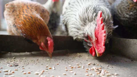 A rooster and a close-up hen are pecking at the wheat close-up. Pockmarked Stock Footage 190943511