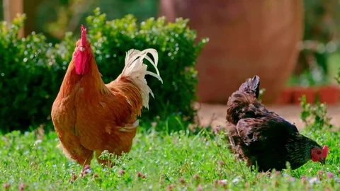 Rooster and a hen are picking in flower meadow Stock-Footage 85190814