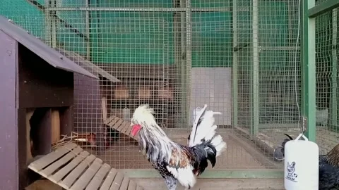Rooster and hen in a cage 動画素材 203929872