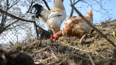 Rooster and hen on compost Stock Footage 48658008