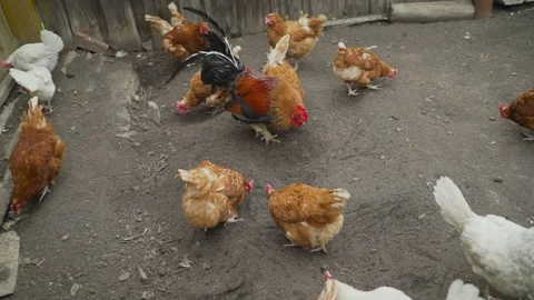 A rooster and a hen digging into the gro... | Stock Video | Pond5