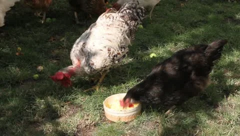 Rooster and hen eating corn powder and grass, Gallus gallus domesticus Video stock 11309297