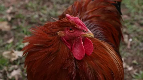 Rooster and hen on a farm Stock-Footage 151403166