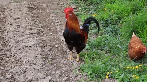 Rooster and Hen at the field Stock Footage 77696913