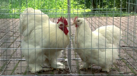 Rooster and hen Stock Footage 42434089