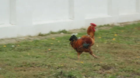 Rooster and hen Stock Footage 44219459