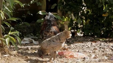 A rooster and a hen Stock Footage 121739216
