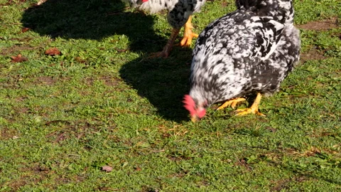 Rooster and hen Stockbeeldmateriaal 168536540