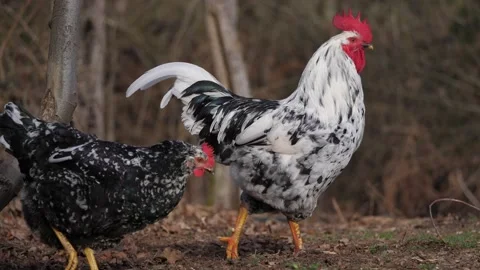 Rooster and hen Stockbeeldmateriaal 170668531