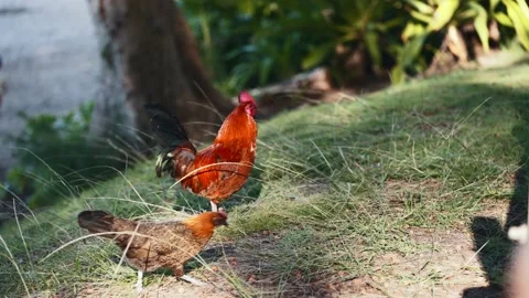 Rooster and Hen Video stock 234379289
