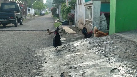 Rooster and hen Stock Footage 257454513