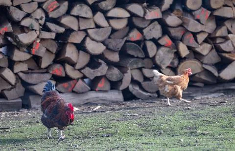 Rooster and Hen Foraging in Front of Stacked Firewood on a Rural Farmyard Stock Photos