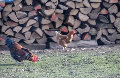 Rooster and Hen Foraging in Front of Stacked Firewood on a Rural Farmyard Stock Photos