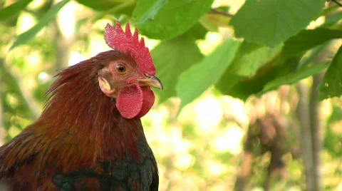 Rooster and hen looking into the camera Stock Footage 533473