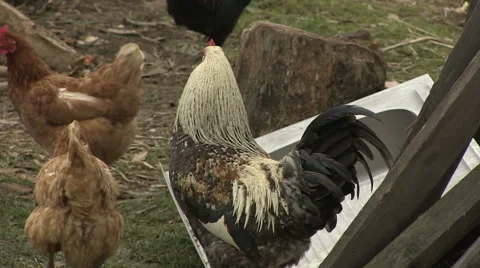 Rooster and hen in the open yard Stock Footage 47988552