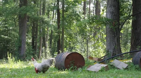 Rooster and hen peck the grass near some junk Stock Footage 6811719
