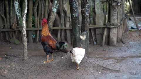 A rooster and a hen pecking on damp soil for small worms and grains Stock Footage 153043900
