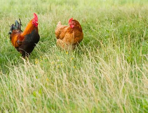 Rooster and hen Stock Photos