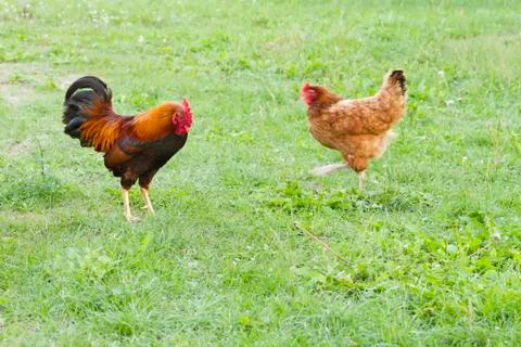 Rooster and hen Stock Photos