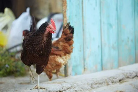 Rooster and hen Stock Photos