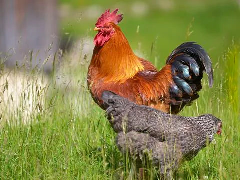 Rooster and hen Stock Photos