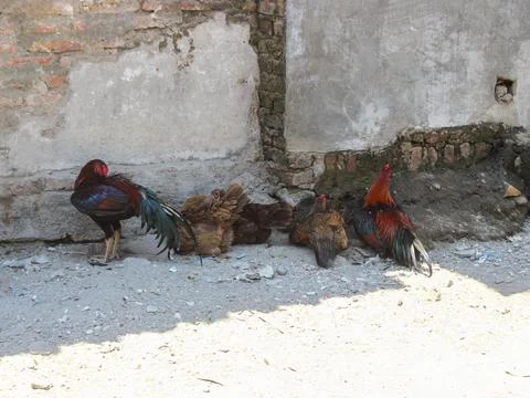 Rooster and hen Stock Photos
