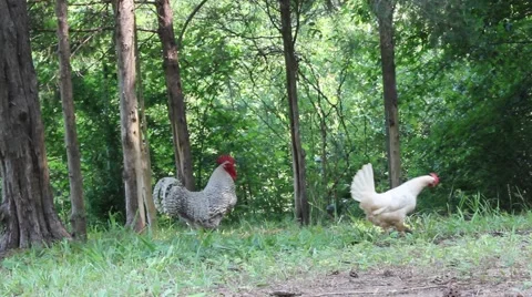 Rooster and hen scratch and peck at ground in front of woods Stock Footage 6809340
