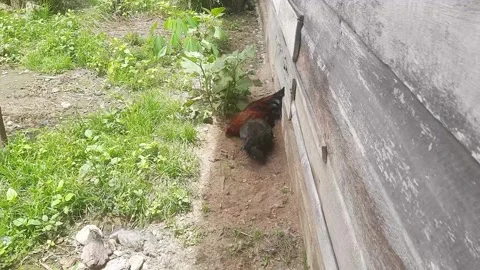 Rooster and Hen Scratching Ground Near Wooden House Stock Footage 291907359