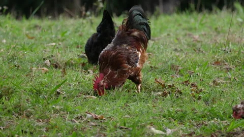 Rooster and hen in slow motion Stockbeeldmateriaal 149608915