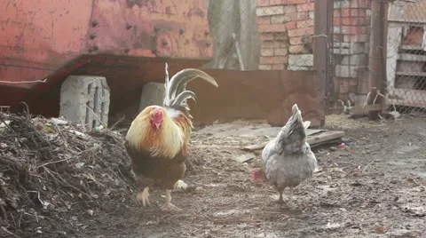 Rooster and hen walking around the yard in search of food Stock Footage 61352334