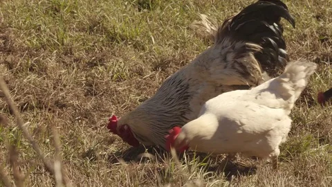 Rooster and Hens digging for Worms in the Grass Ground Video stock 70539419