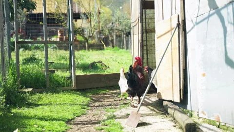 Rooster and hens entering rustic barn on poultry breeding farm Stock Footage 325617249